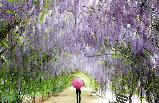 Person walking with pink umbrella under wisteria arbor in bloom