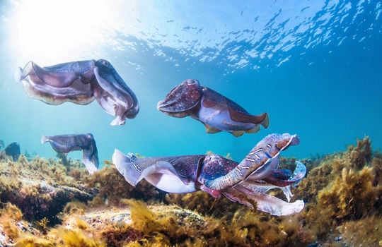 Giant cuttlefish swimming together in the ocean