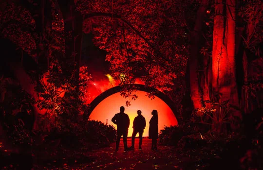 Silhouette of people standing among trees backlit by a red light