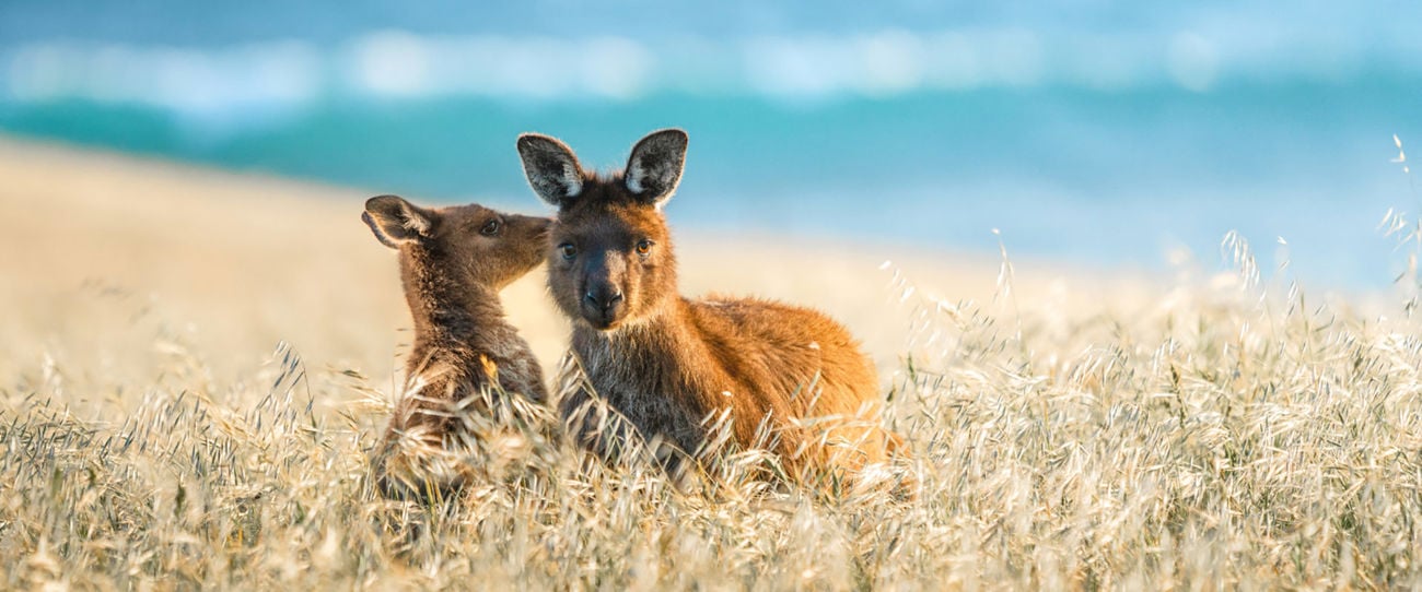 Cape Willoughby, Kangaroo Island