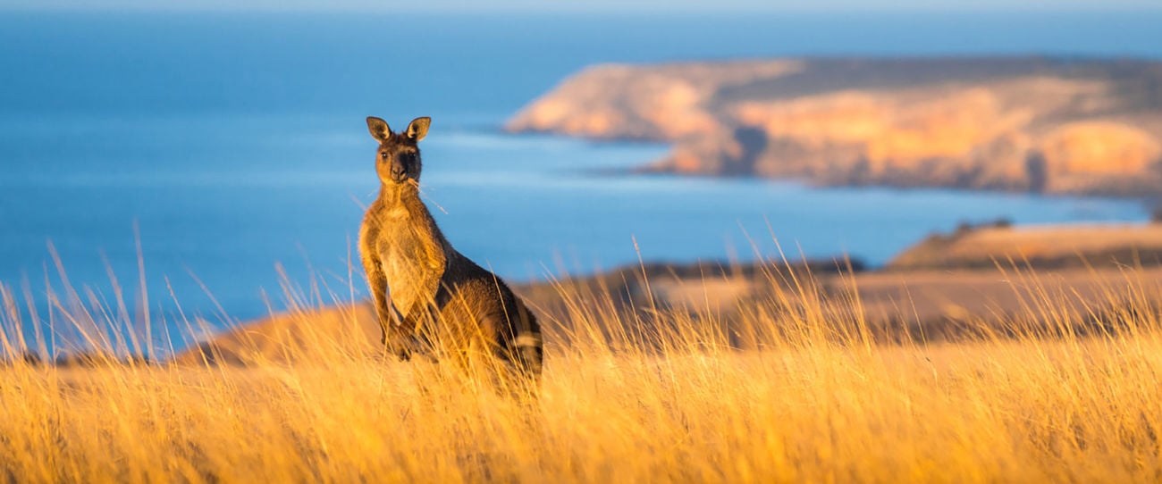 Kangaroos, Kangaroo Island