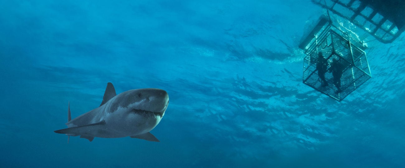 Shark cage diving, Eyre Peninsula