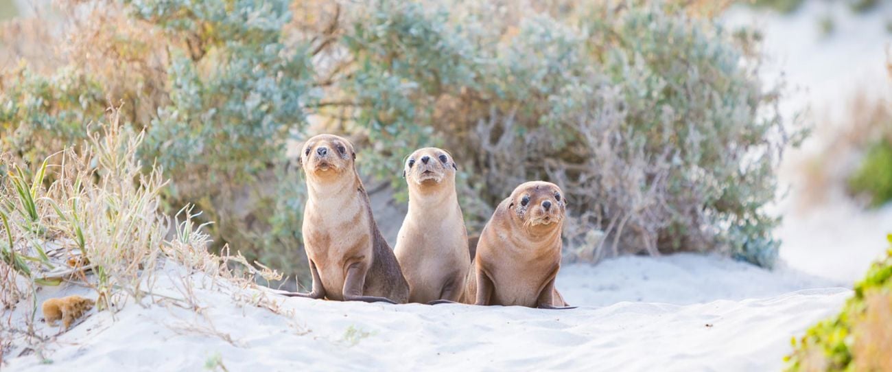 Seal Bay Conservation Park, Kangaroo Island