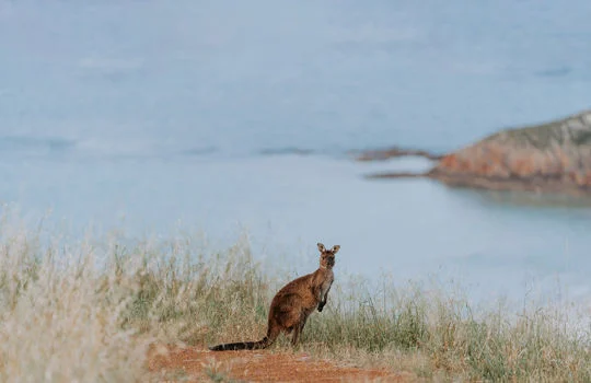 AN ISLAND OF AUSTRALIAN WILDLIFE